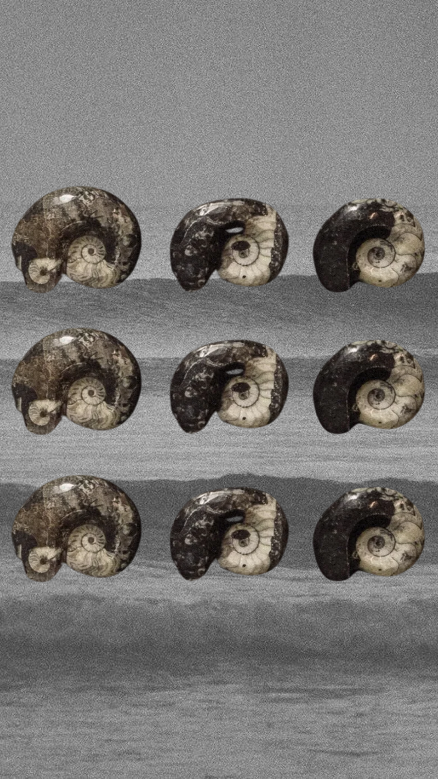 Sacred Shapes Ammonite Fossil
