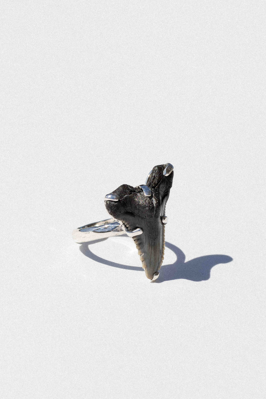 Starborn Creations Jewelry Palaemon Shark Tooth Ring
