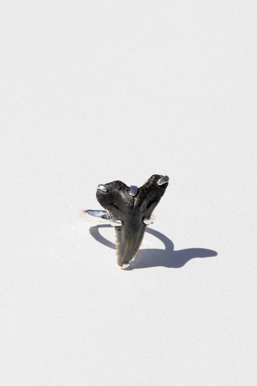 Starborn Creations Jewelry Palaemon Shark Tooth Ring