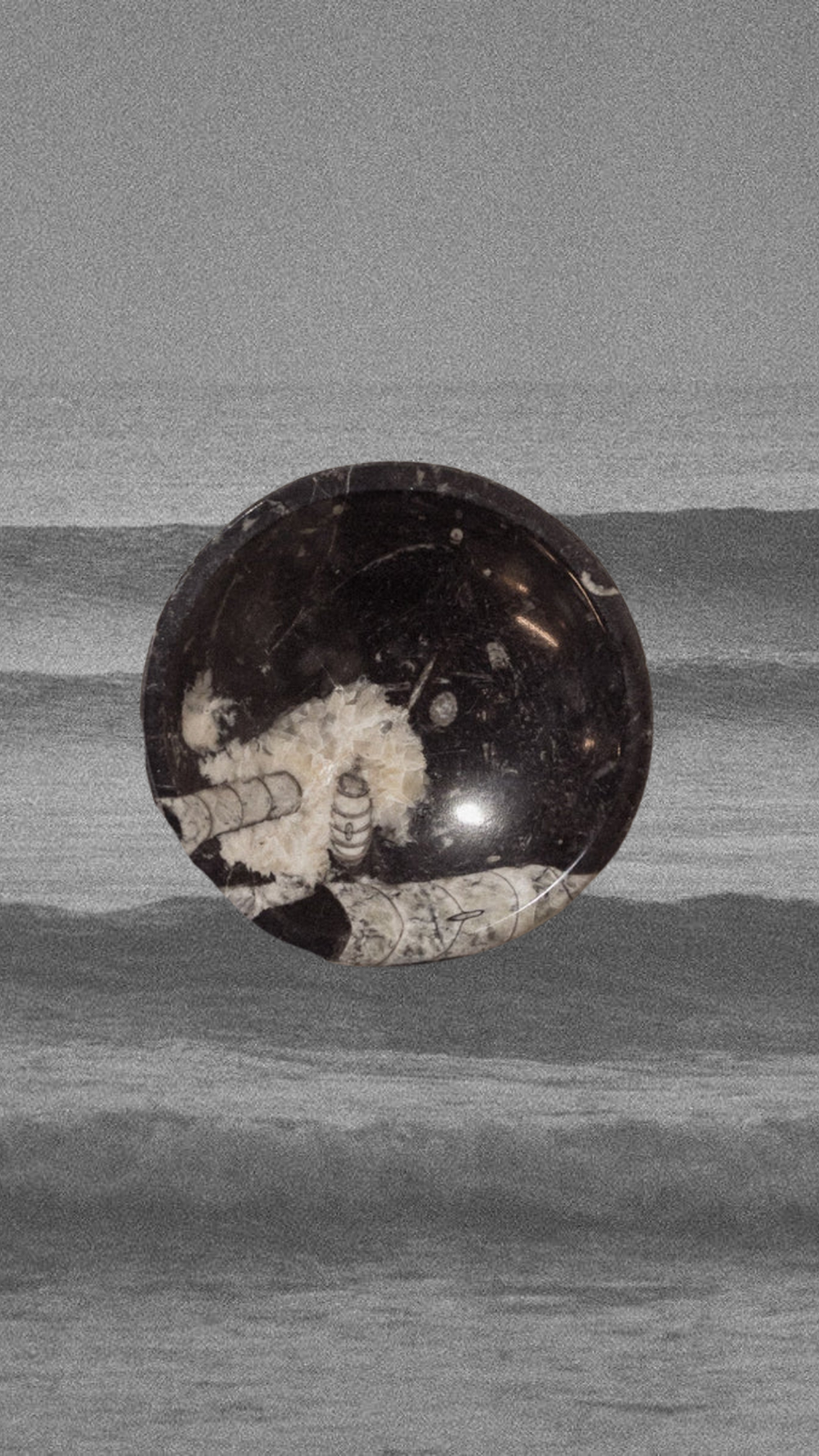 Moroccan Fossils, Inc Objects Black Onyx / FINAL SALE Gaia Ammonite Fossil Dish