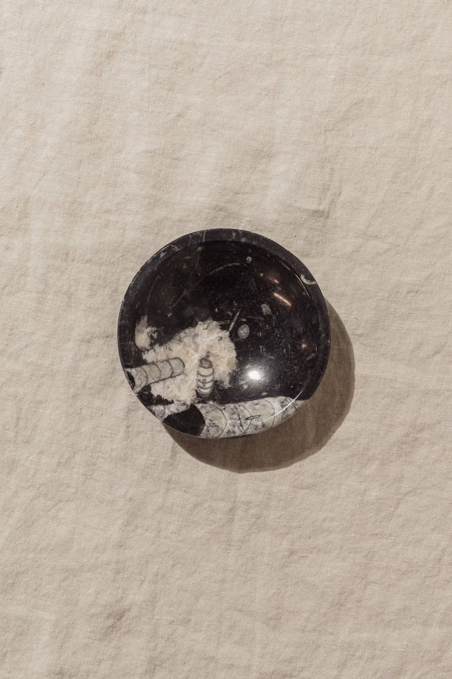 Moroccan Fossils, Inc Objects Grey Onyx / FINAL SALE Gaia Ammonite Fossil Dish