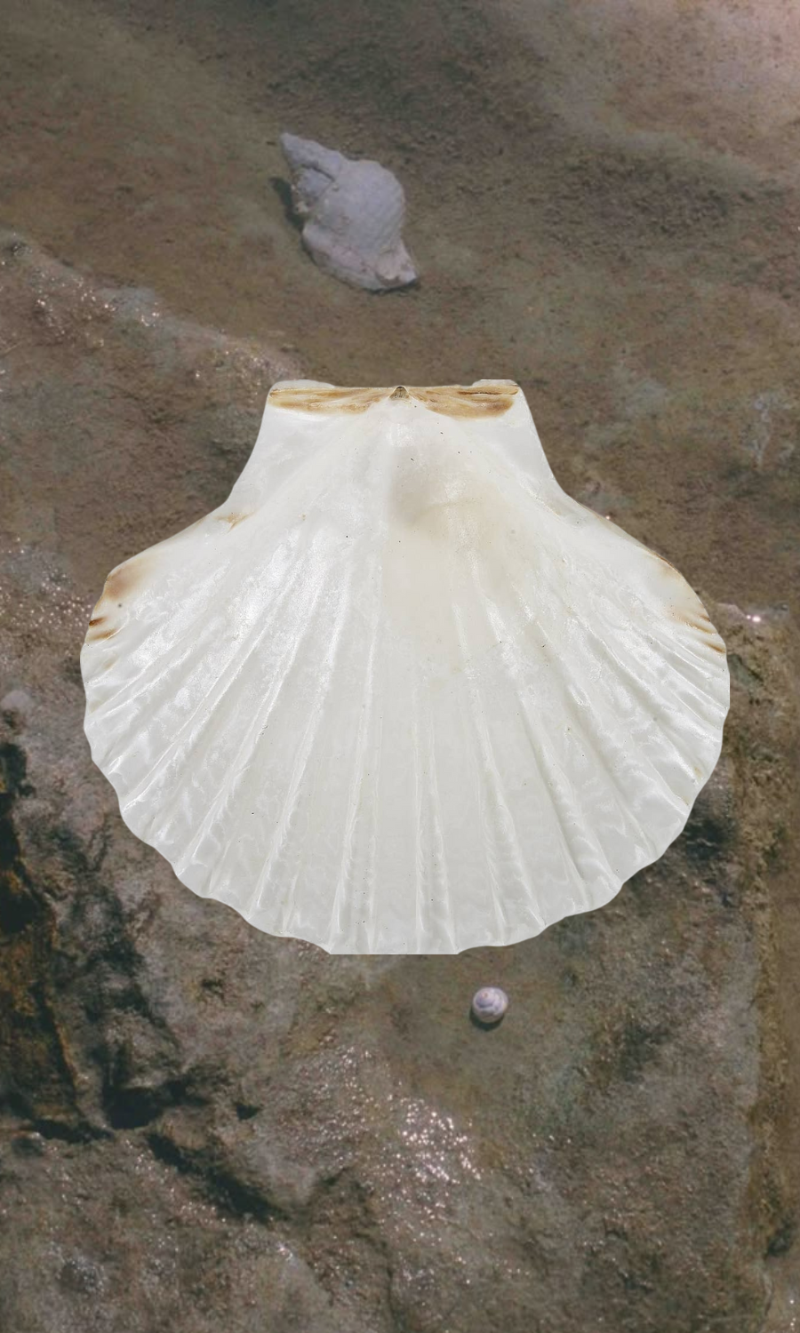 HS Seashells Objects White / FINAL SALE Irish Scallop Dish