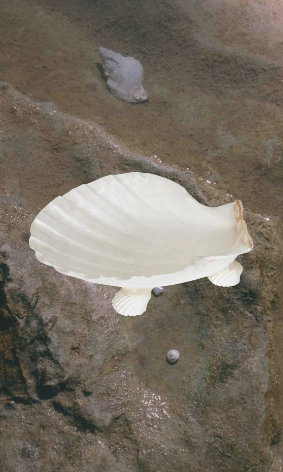 HS Seashells Objects White / FINAL SALE Irish Scallop Dish