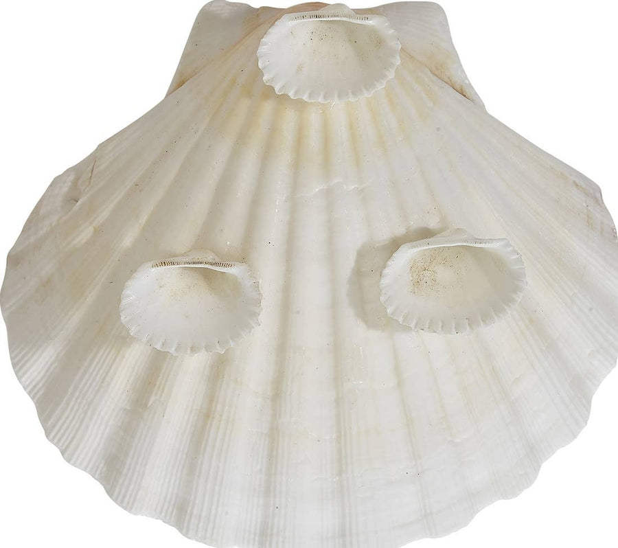 HS Seashells Objects White / FINAL SALE Irish Scallop Dish