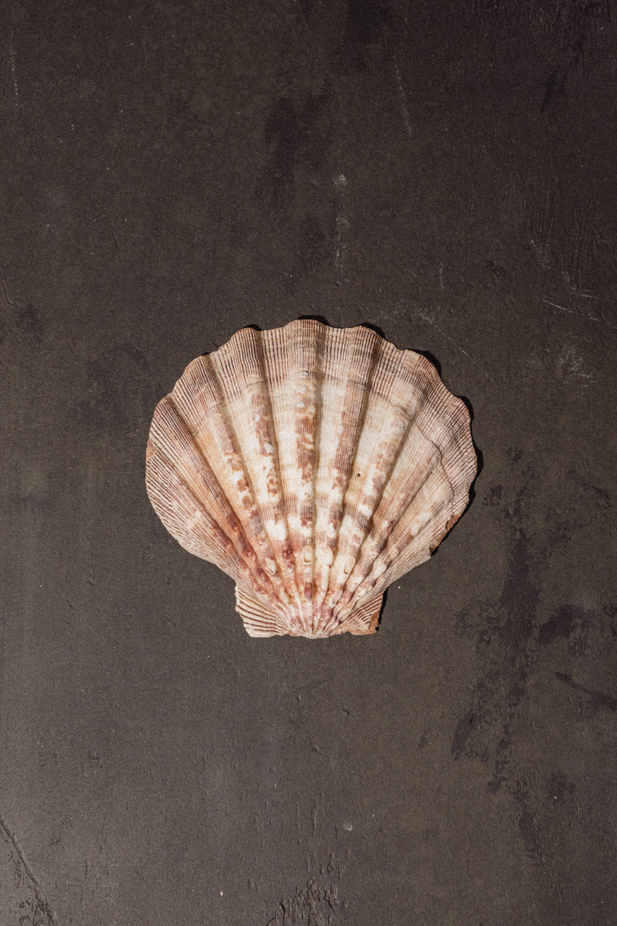 Lion's Paw Shell – Child of Wild