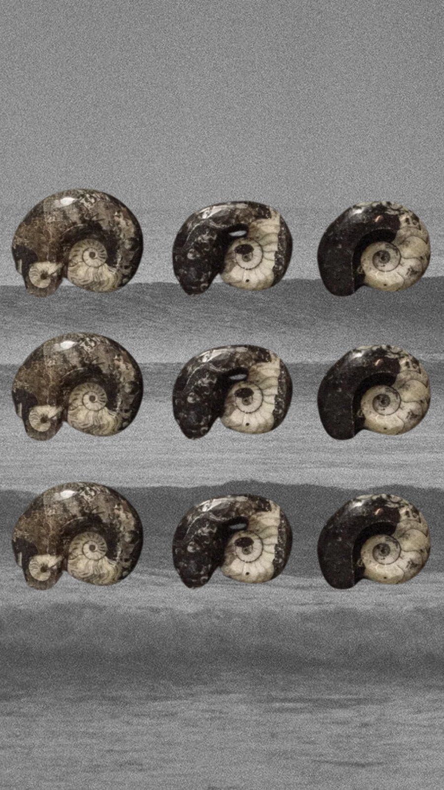 Moroccan Fossils, Inc Objects Grey / FINAL SALE Sacred Shapes Ammonite Fossil