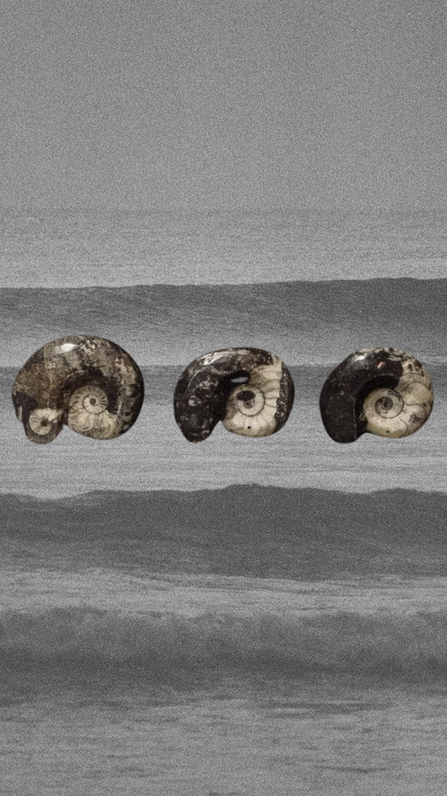 Moroccan Fossils, Inc Objects Grey / FINAL SALE Sacred Shapes Ammonite Fossil