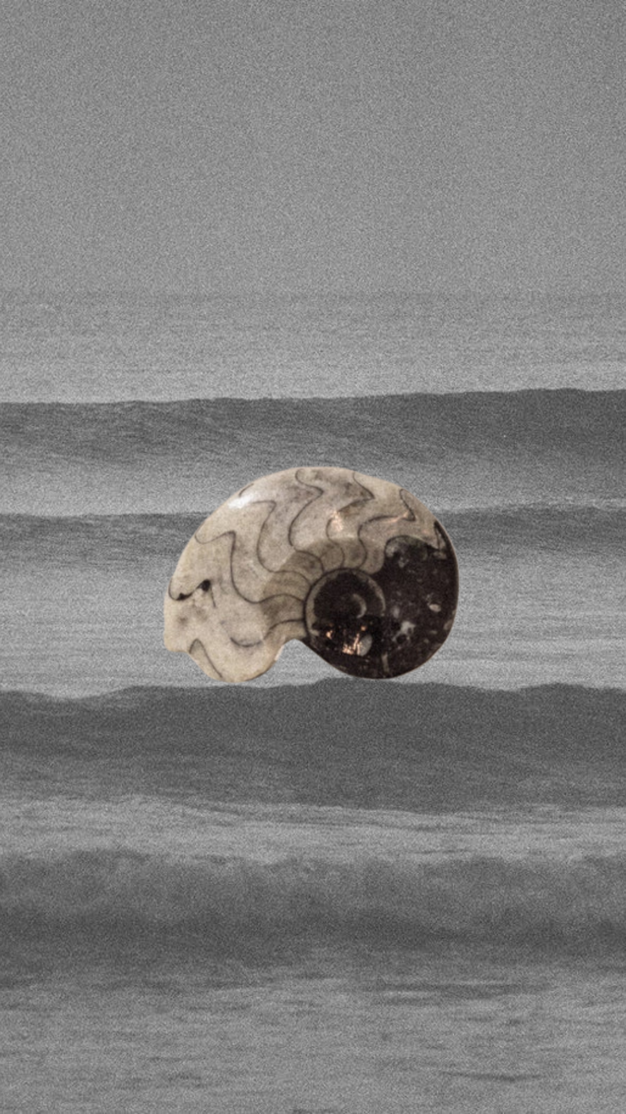 Moroccan Fossils, Inc Objects Grey / FINAL SALE Sacred Shapes Ammonite Fossil