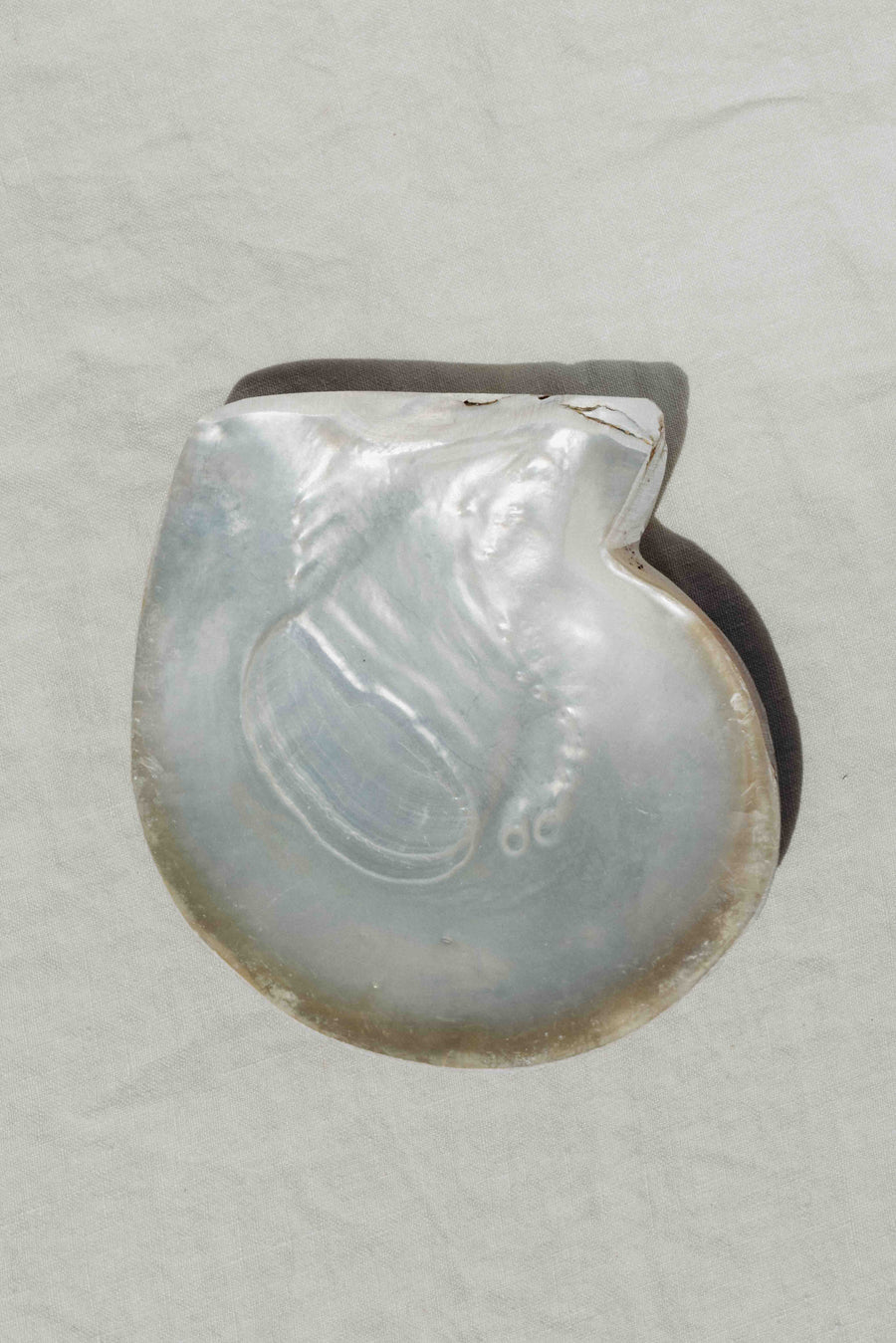  Objects Pearl / FINAL SALE Silverlip Pearl Oyster Dish