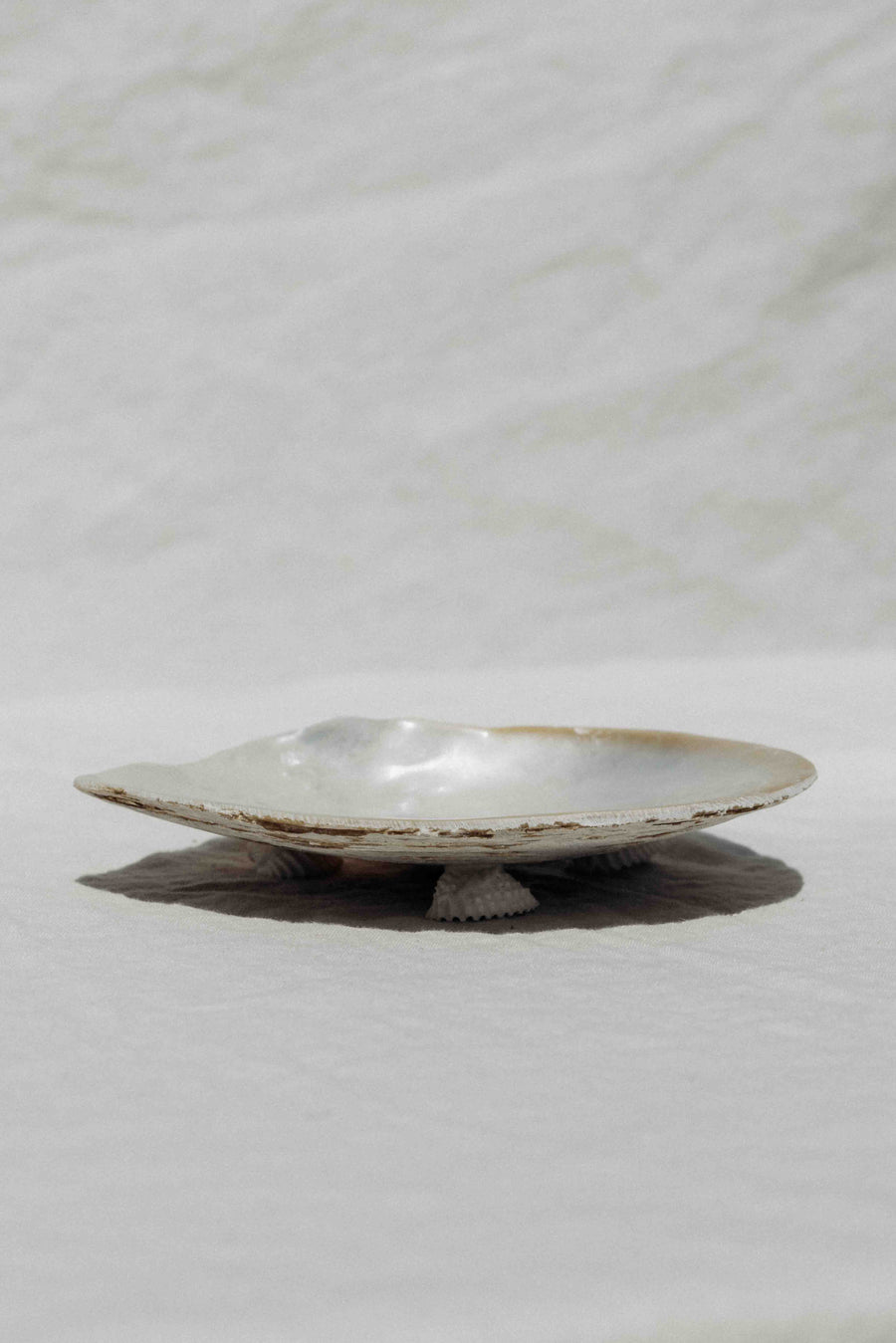 HS Seashells Objects Pearl / FINAL SALE Silverlip Pearl Oyster Dish