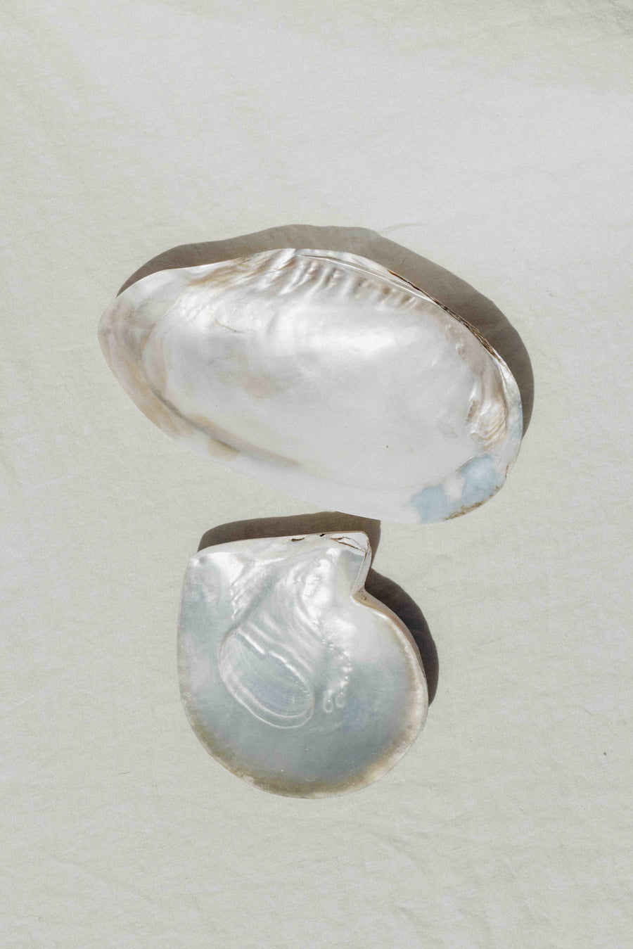 HS Seashells Objects Pearled Clam / FINAL SALE Tidepool Pearled Clam Plate