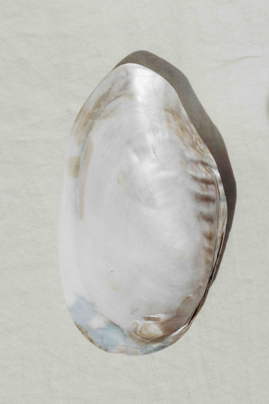 HS Seashells Objects Pearled Clam / FINAL SALE Tidepool Pearled Clam Plate