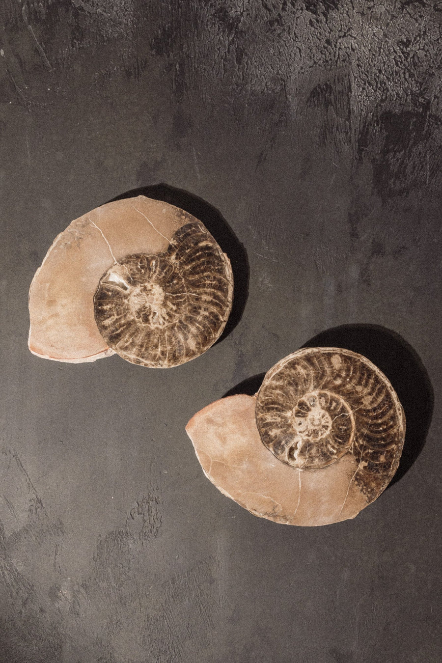 Blue Ocean Traders Objects Grey / FINAL SALE Vortex Planispiral Ammonite Fossil