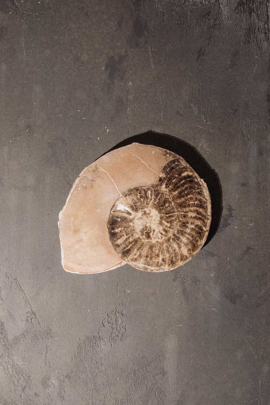 Blue Ocean Traders Objects Grey / FINAL SALE Vortex Planispiral Ammonite Fossil